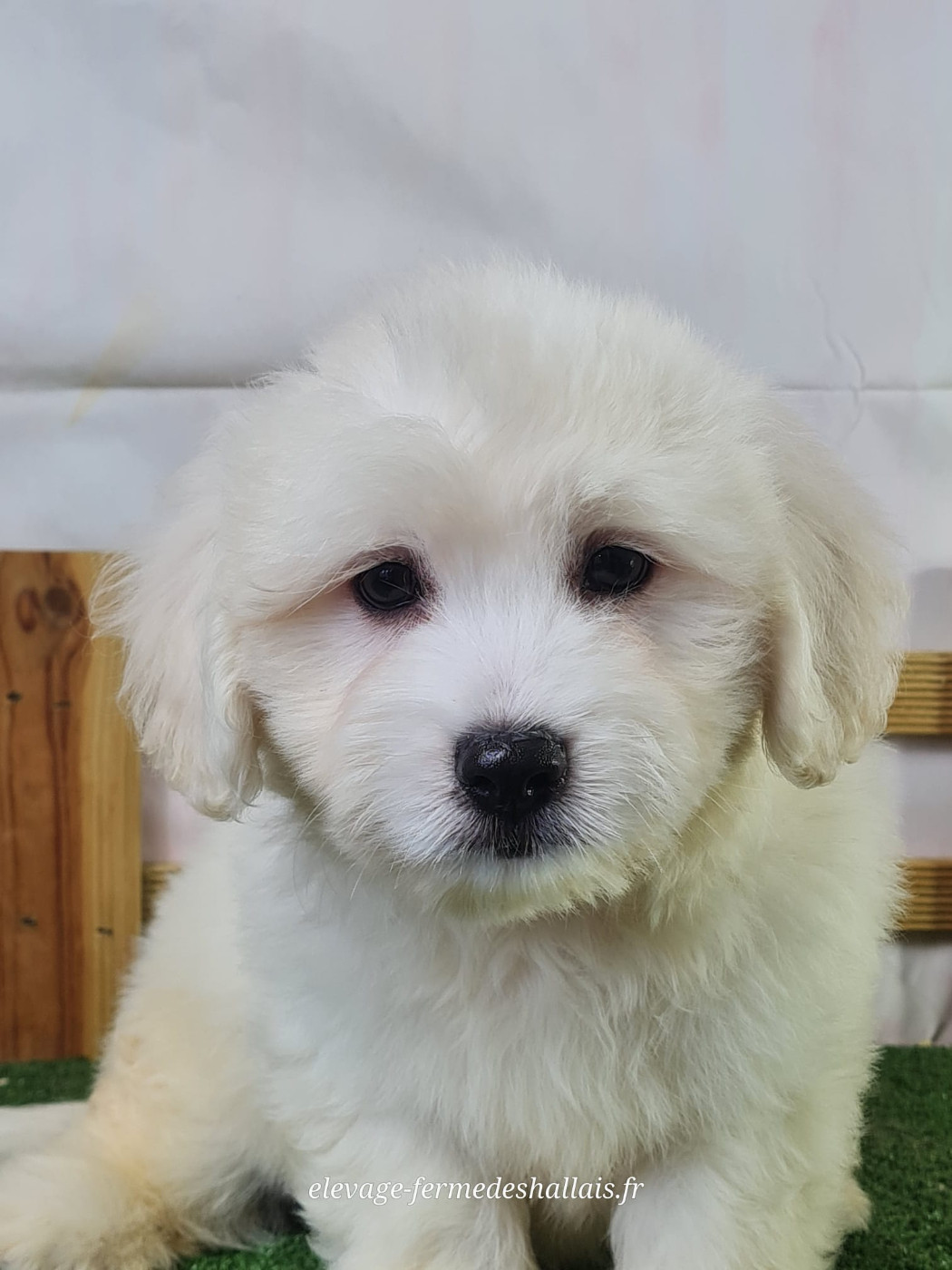 Du Mont De La Chenaie - Chiots disponibles - Coton de Tulear