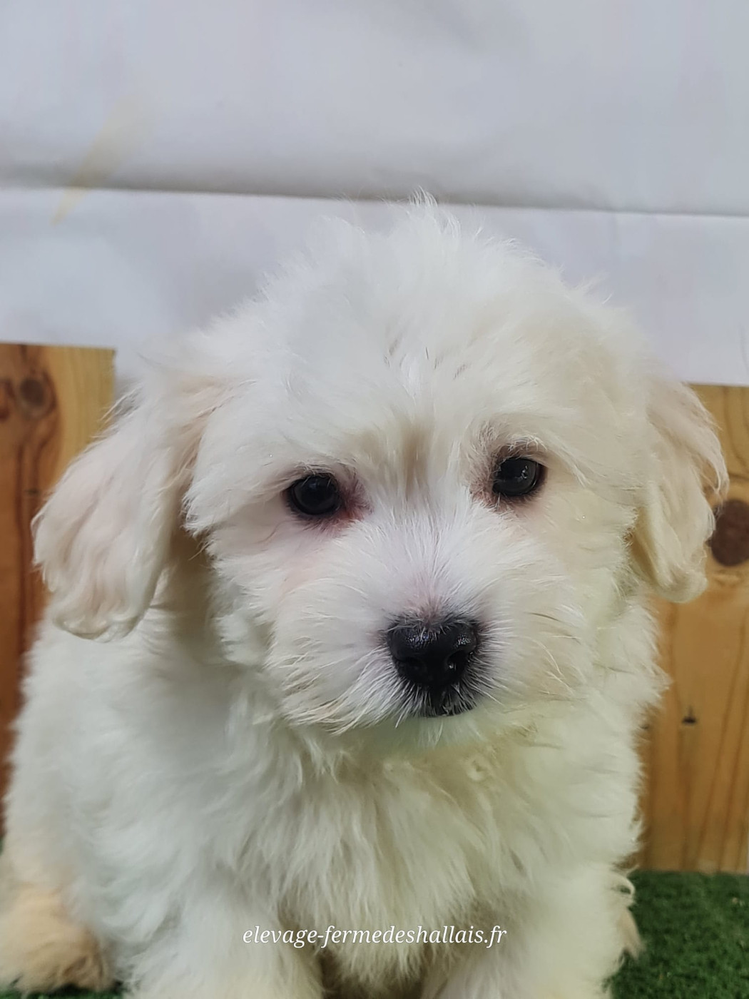 Du Mont De La Chenaie - Chiots disponibles - Coton de Tulear