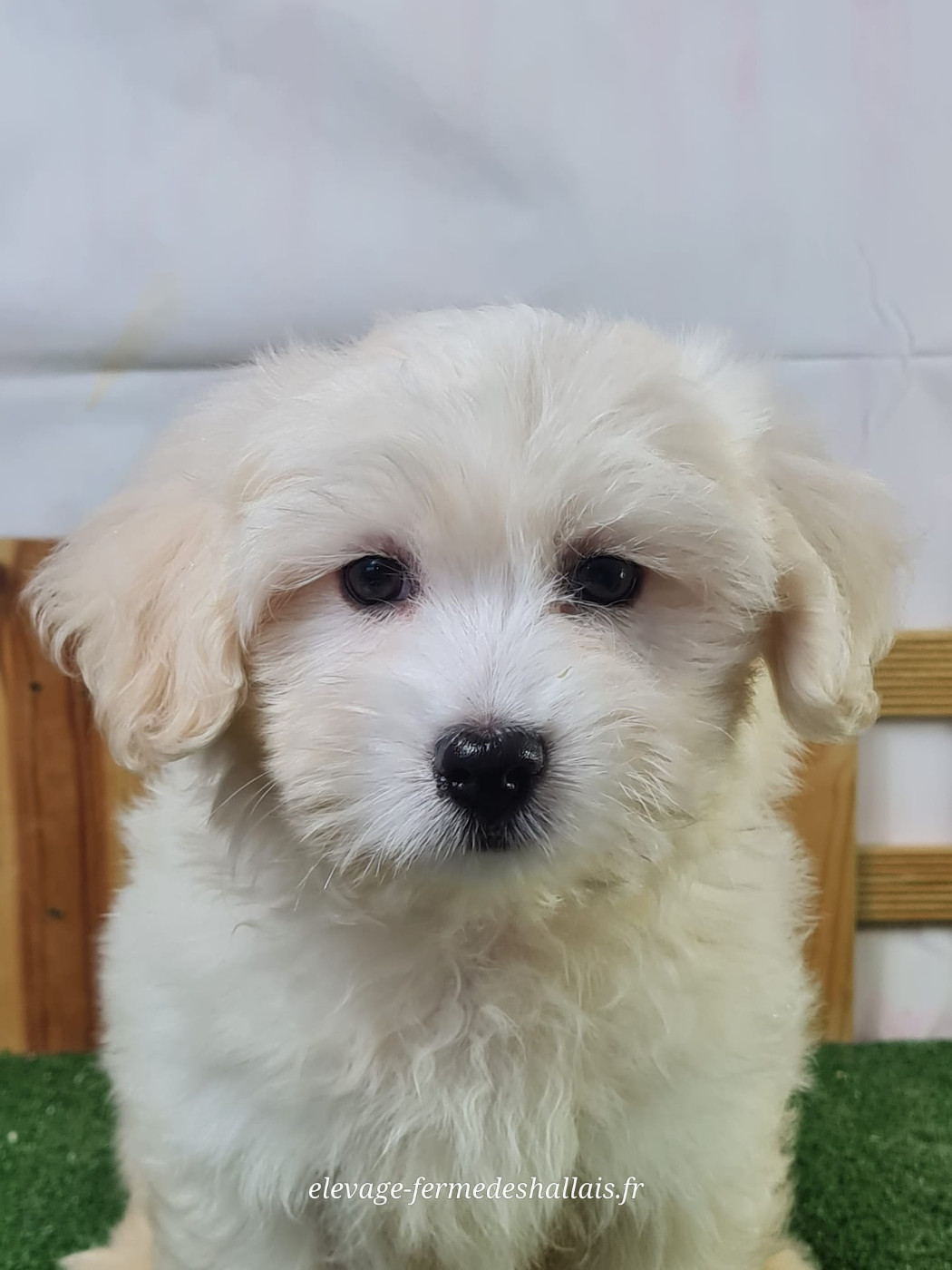 Du Mont De La Chenaie - Chiots disponibles - Coton de Tulear