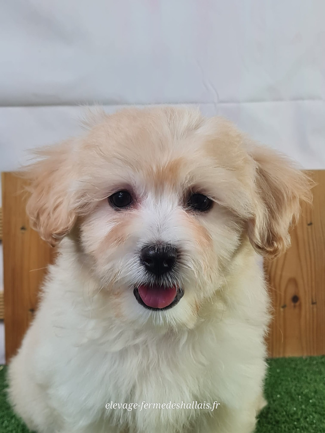 Du Mont De La Chenaie - Chiots disponibles - Coton de Tulear