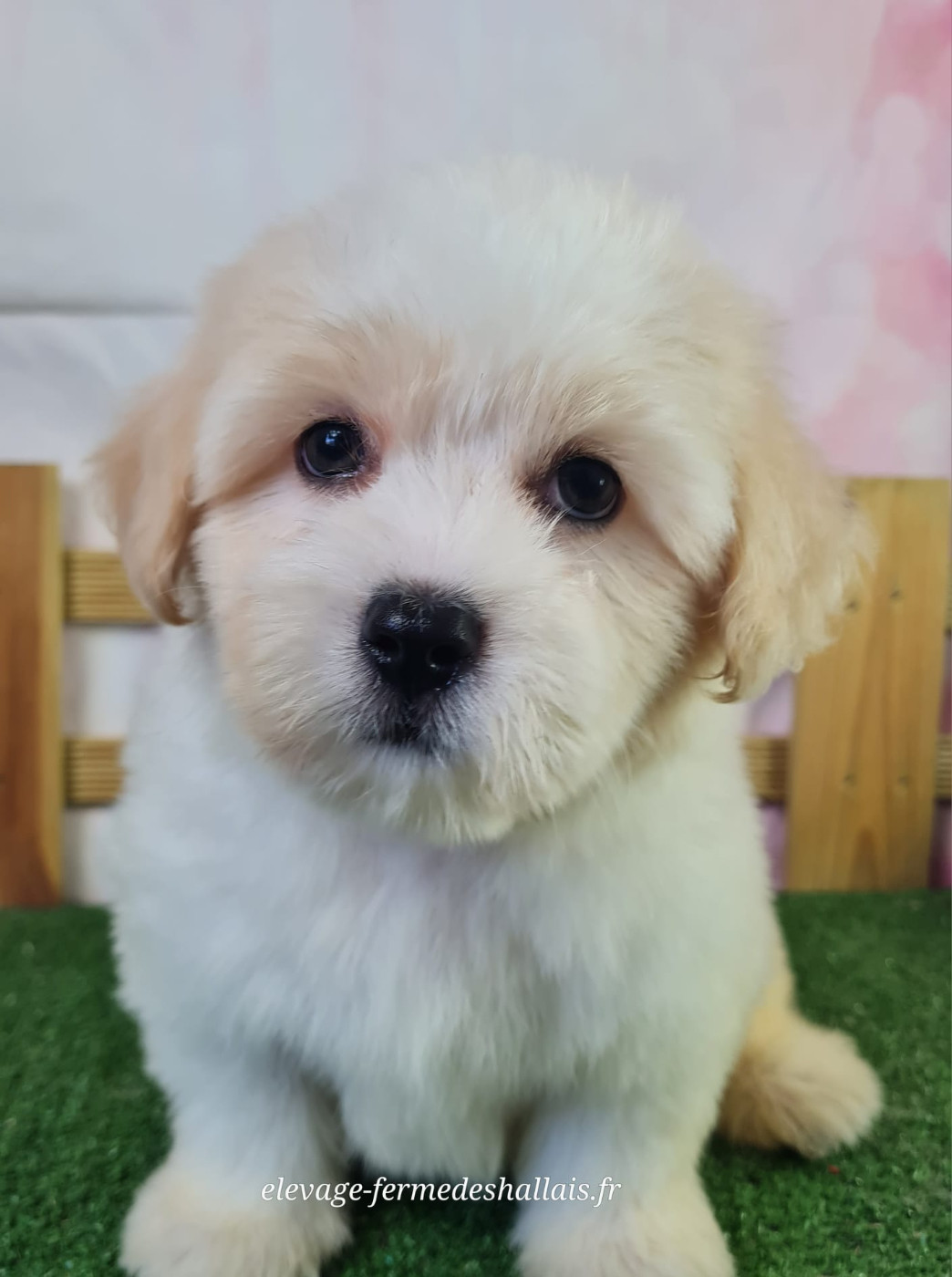 Du Mont De La Chenaie - Chiots disponibles - Coton de Tulear
