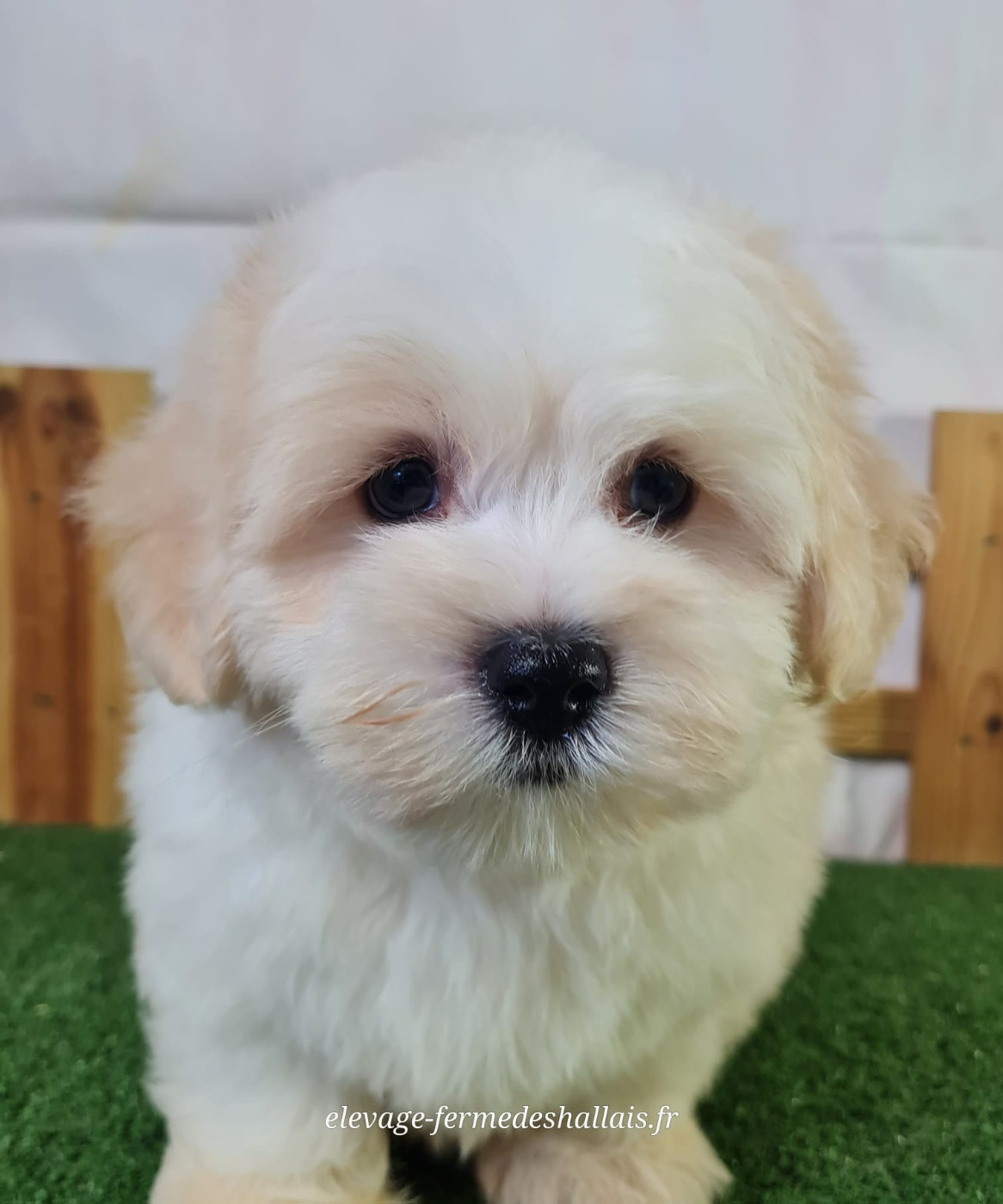 Du Mont De La Chenaie - Chiots disponibles - Coton de Tulear