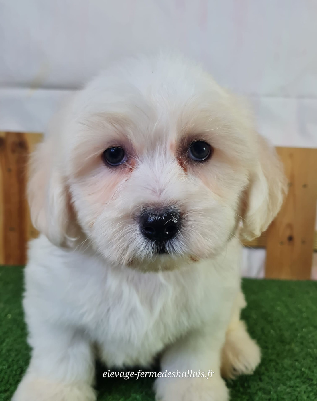 Du Mont De La Chenaie - Chiots disponibles - Coton de Tulear