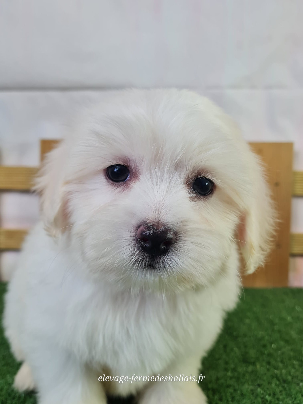 Du Mont De La Chenaie - Chiots disponibles - Coton de Tulear