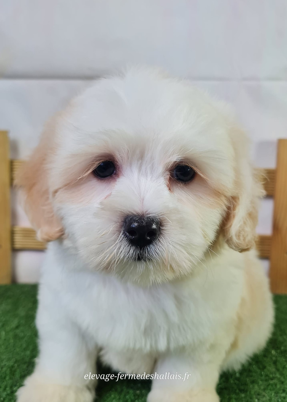 Du Mont De La Chenaie - Chiots disponibles - Coton de Tulear