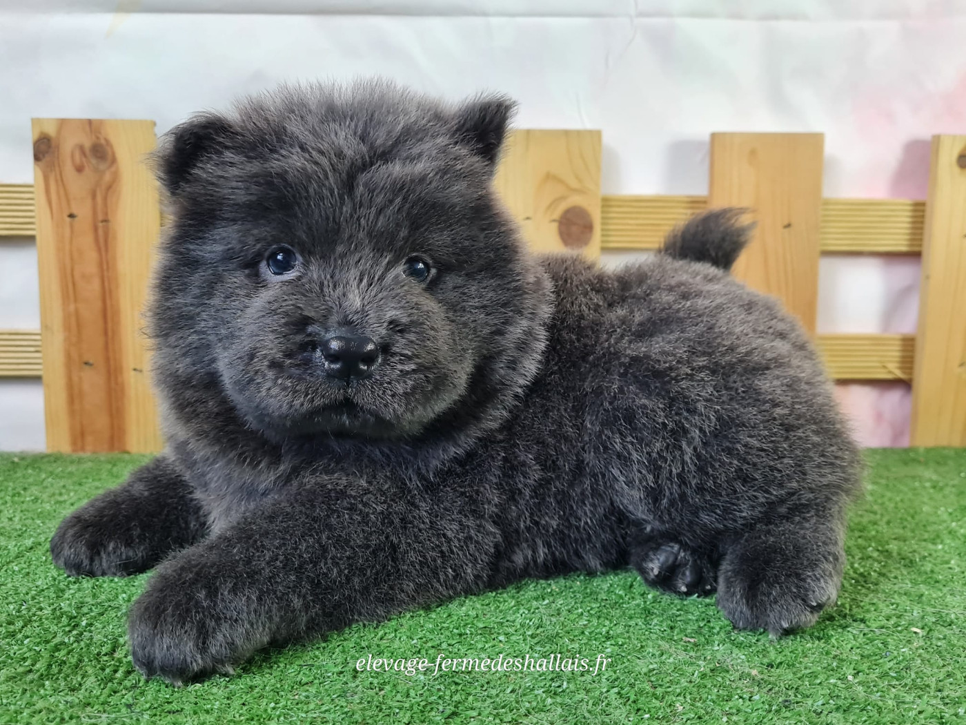 Du Mont De La Chenaie - Chiots disponibles - Chow Chow