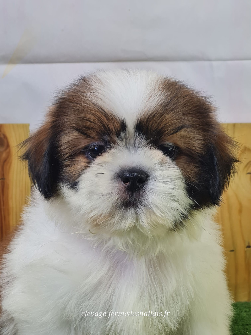 Du Mont De La Chenaie - Chiots disponibles - Shih Tzu