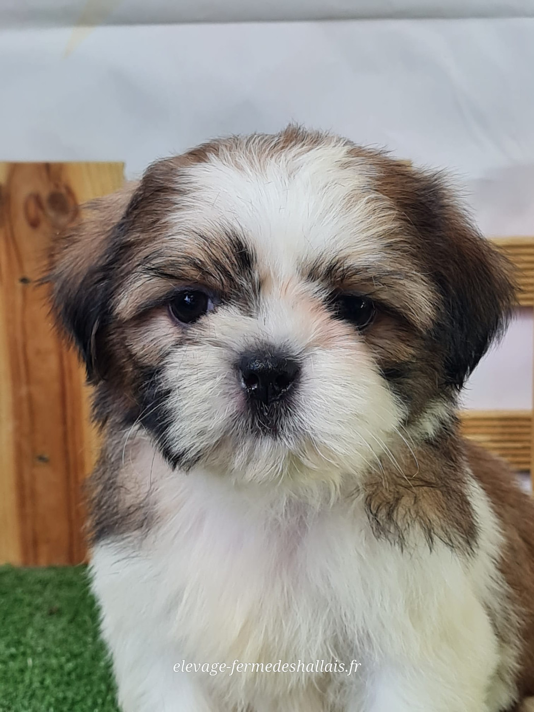 Du Mont De La Chenaie - Chiots disponibles - Shih Tzu