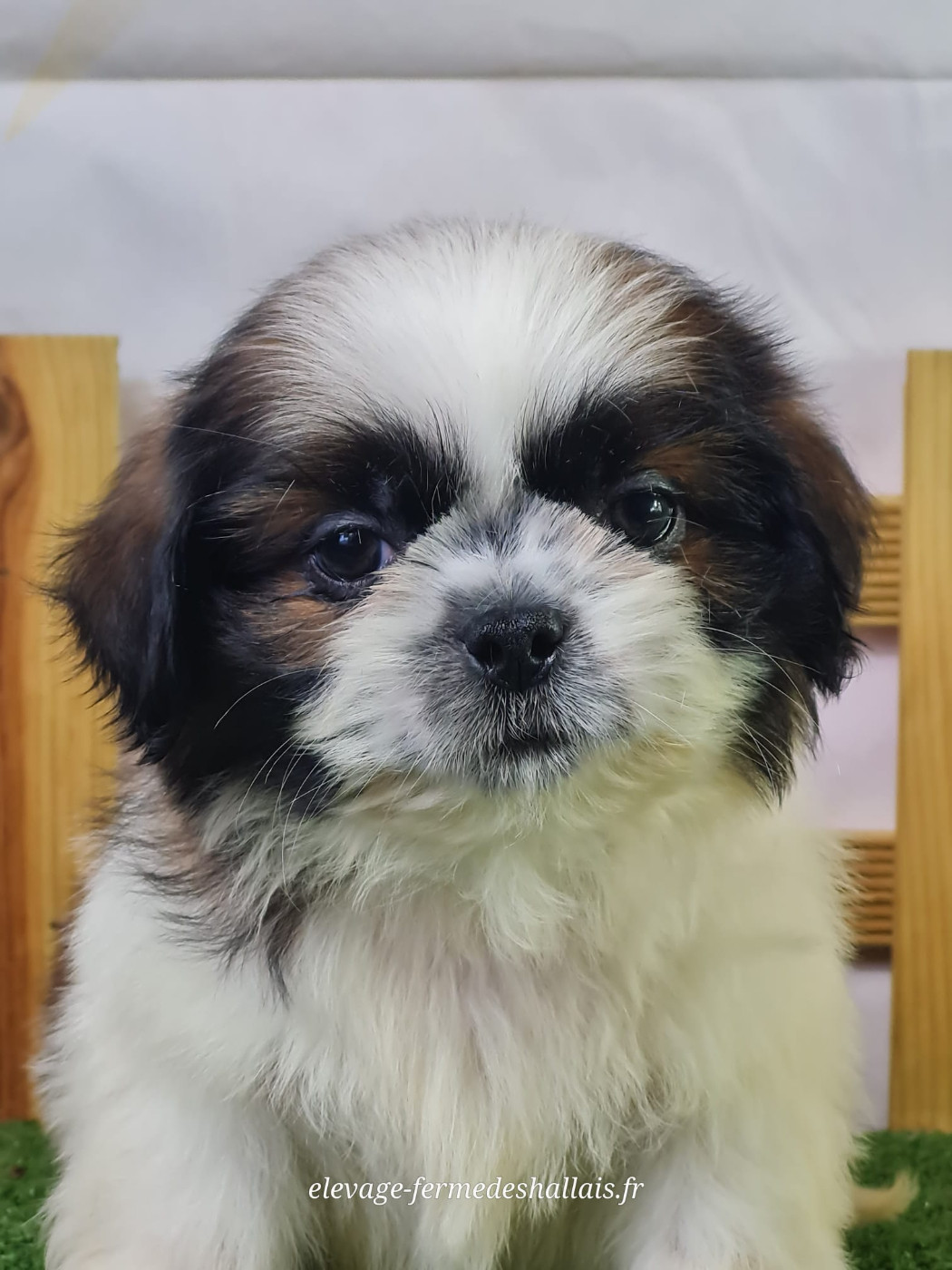 Du Mont De La Chenaie - Chiots disponibles - Shih Tzu