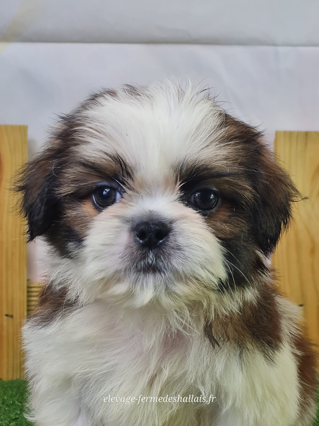 Du Mont De La Chenaie - Chiots disponibles - Shih Tzu