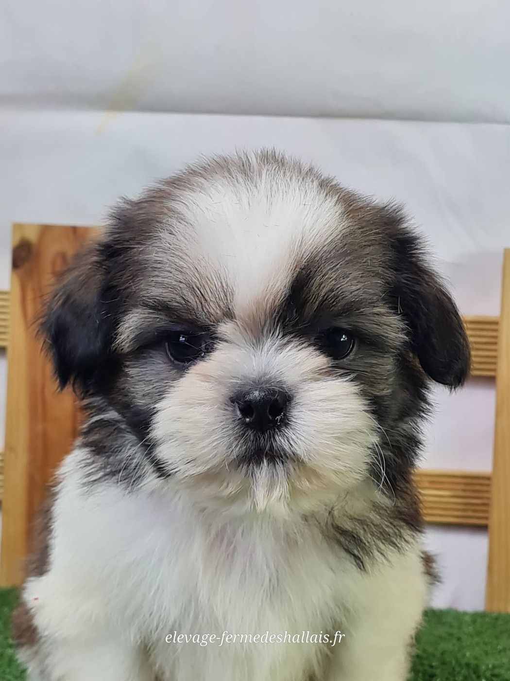 Du Mont De La Chenaie - Chiots disponibles - Shih Tzu