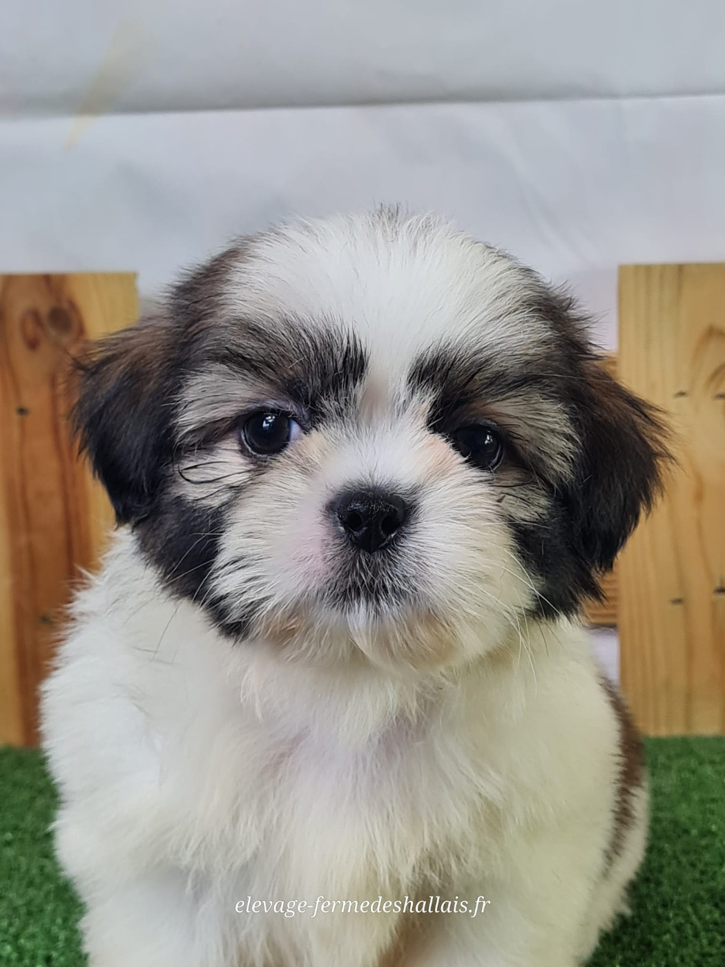 Du Mont De La Chenaie - Chiots disponibles - Shih Tzu