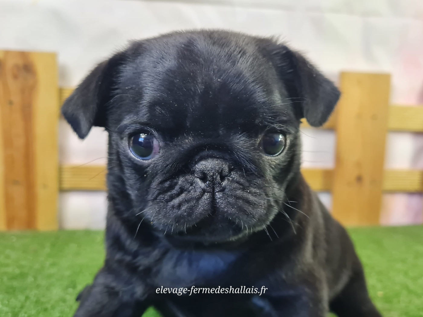 Du Mont De La Chenaie - Chiots disponibles - Carlin