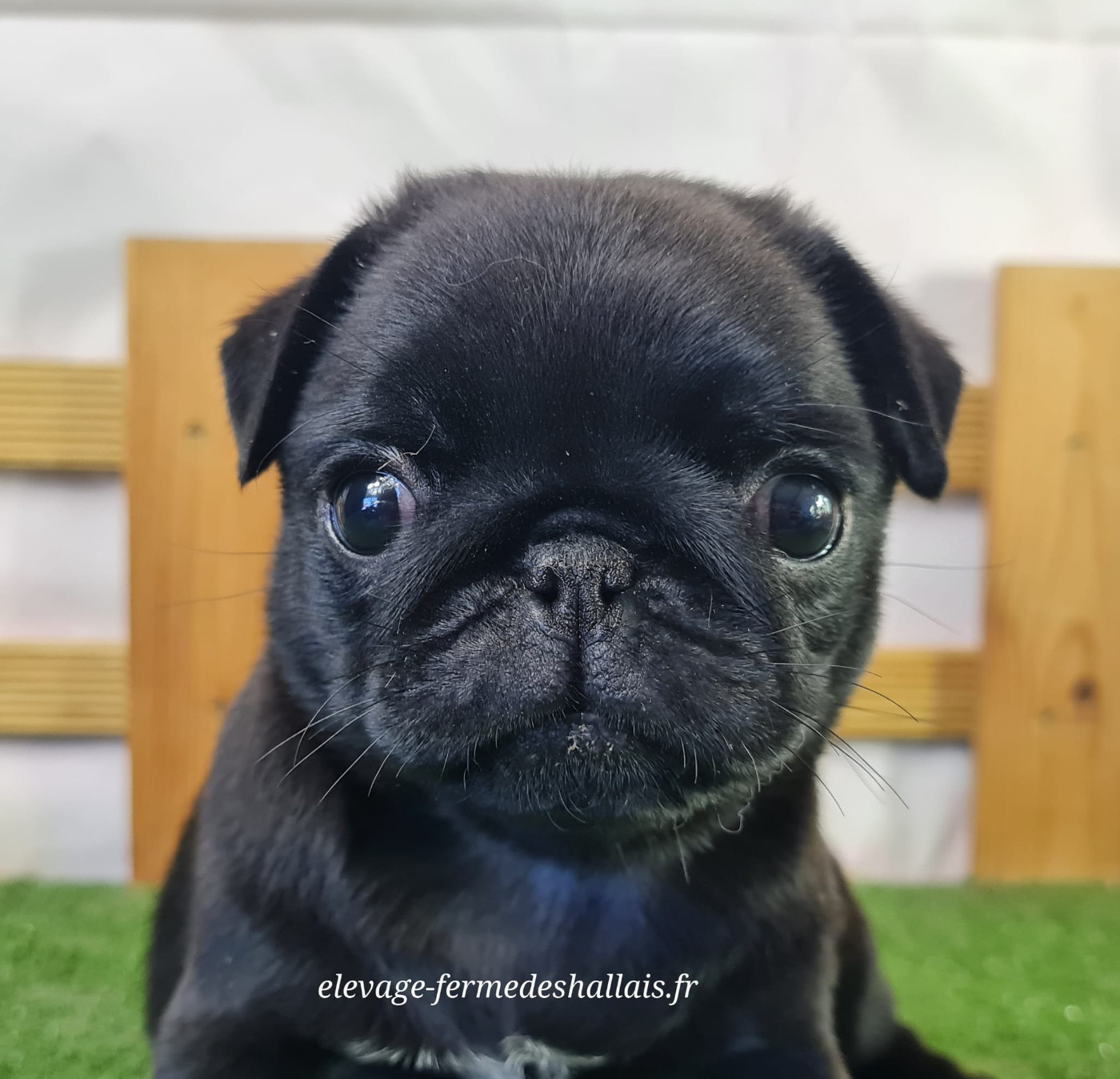 Du Mont De La Chenaie - Chiots disponibles - Carlin