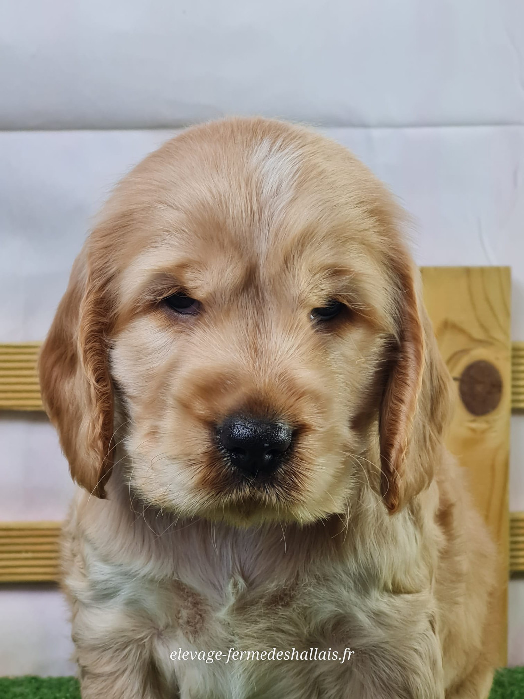Du Mont De La Chenaie - Chiots disponibles - Cocker Spaniel Anglais