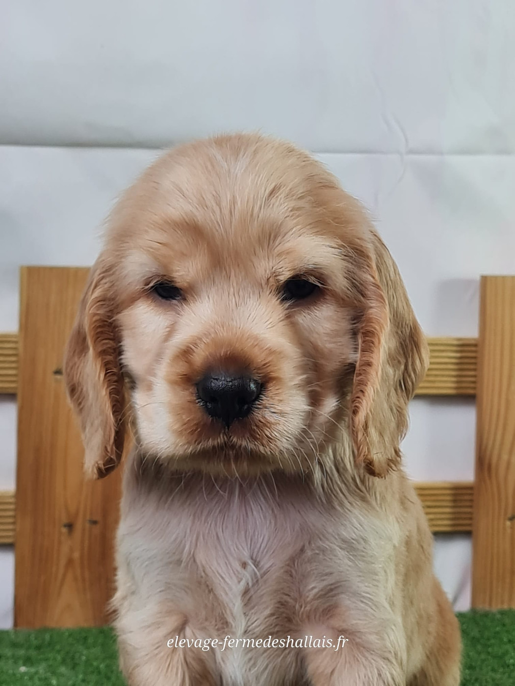 Du Mont De La Chenaie - Chiots disponibles - Cocker Spaniel Anglais