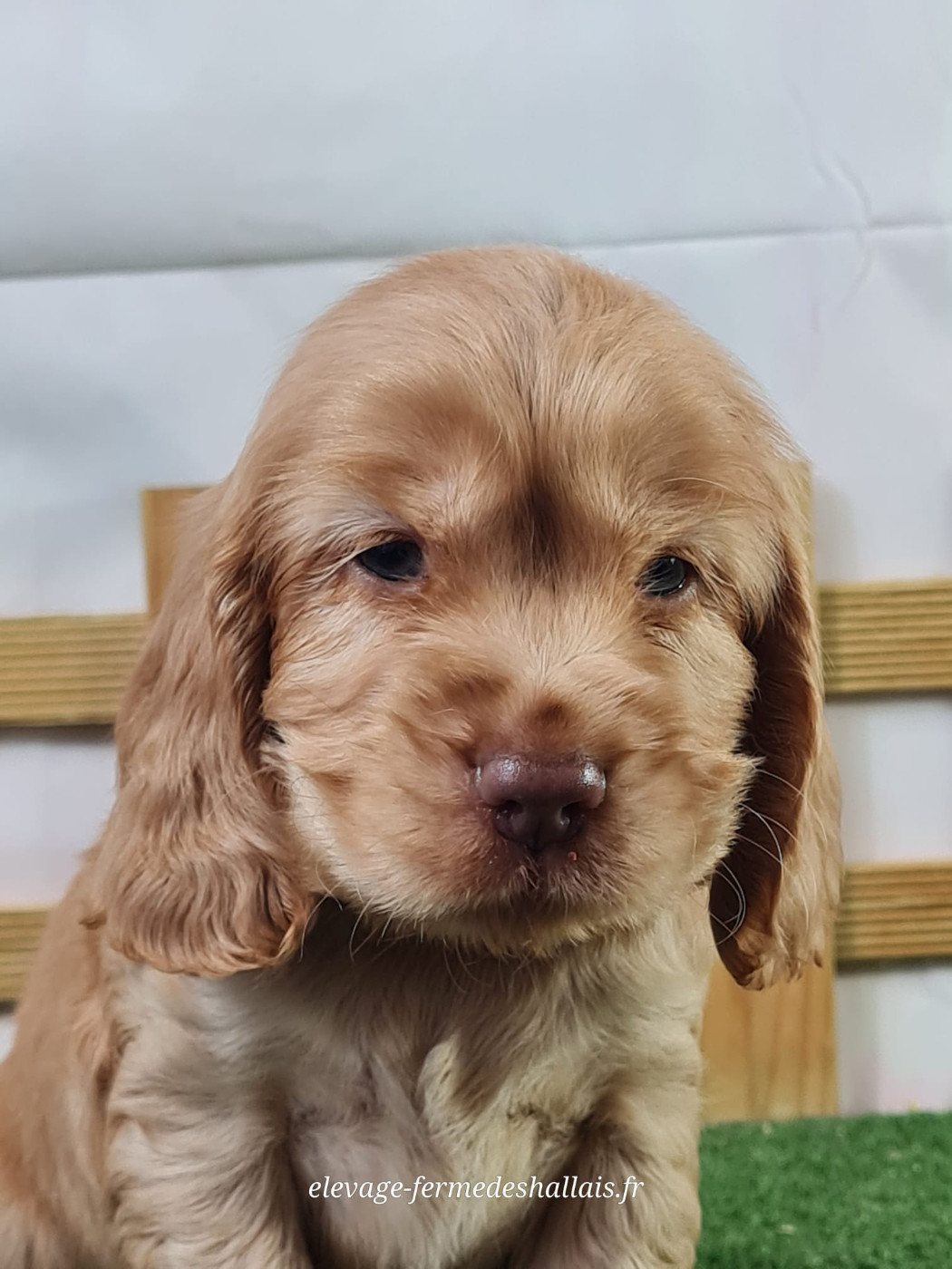 Du Mont De La Chenaie - Chiots disponibles - Cocker Spaniel Anglais