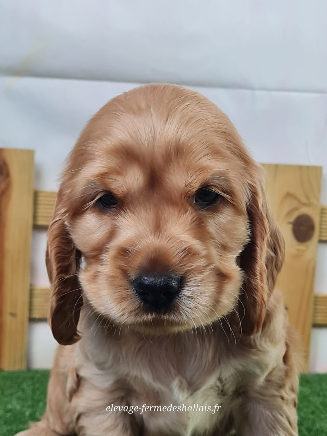 Du Mont De La Chenaie - Chiots disponibles - Cocker Spaniel Anglais