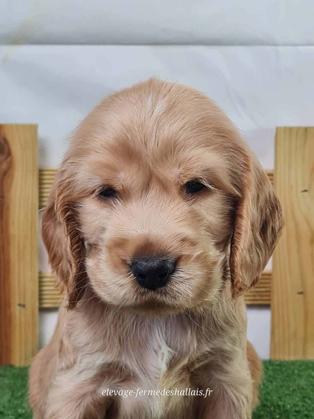 Du Mont De La Chenaie - Chiots disponibles - Cocker Spaniel Anglais
