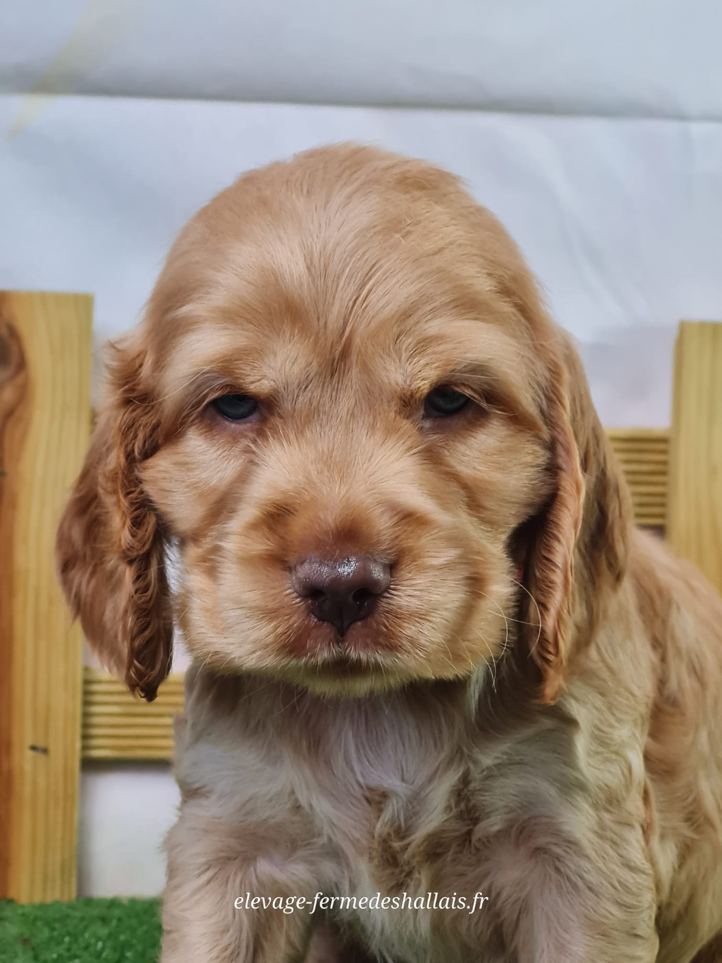 Du Mont De La Chenaie - Chiots disponibles - Cocker Spaniel Anglais