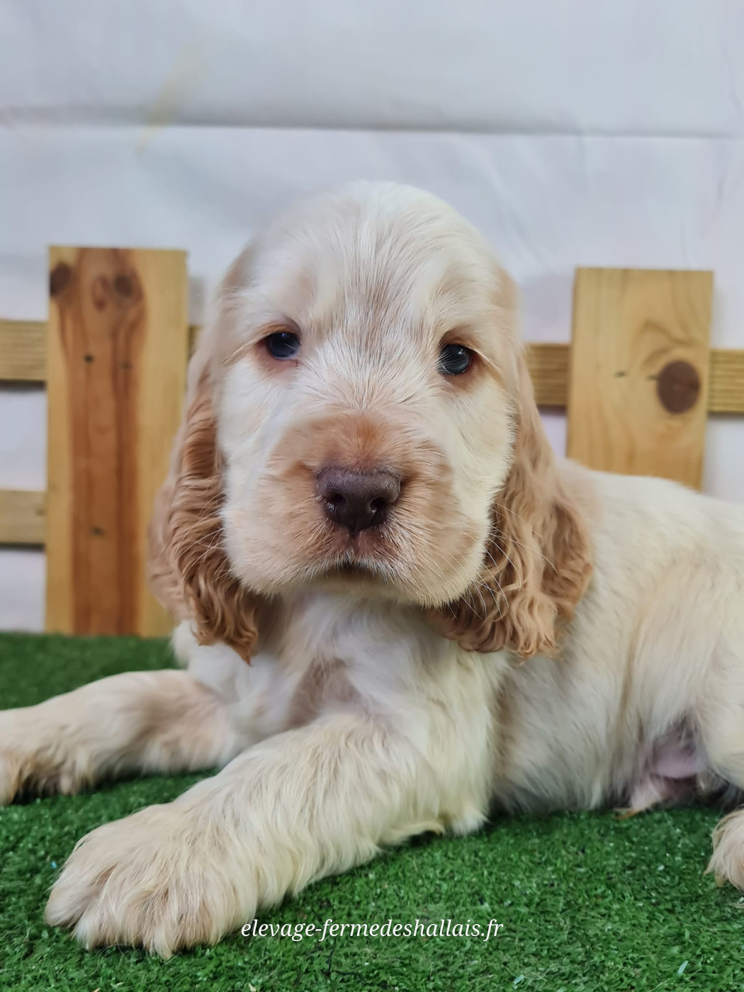 Du Mont De La Chenaie - Chiots disponibles - Cocker Spaniel Anglais