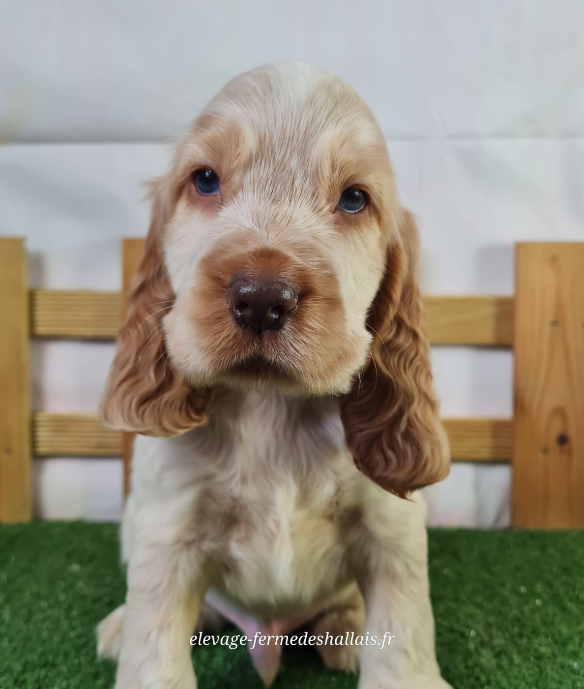 Du Mont De La Chenaie - Chiots disponibles - Cocker Spaniel Anglais