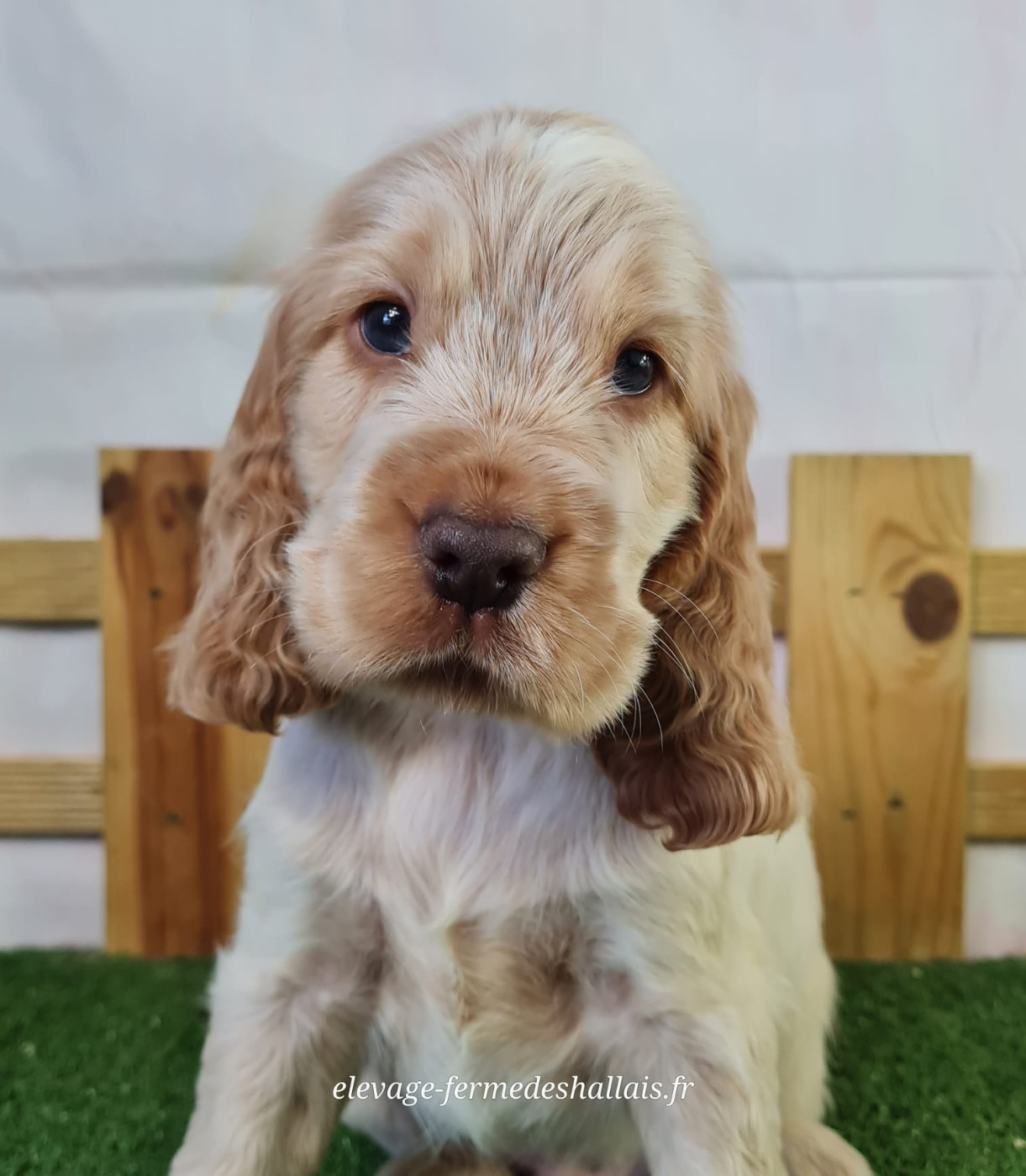 Du Mont De La Chenaie - Chiots disponibles - Cocker Spaniel Anglais