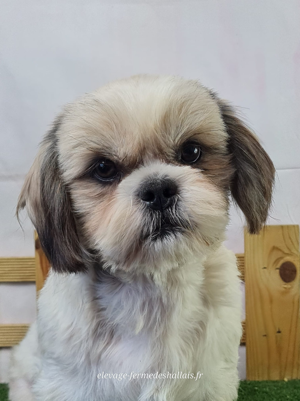 Du Mont De La Chenaie - Chiots disponibles - Shih Tzu