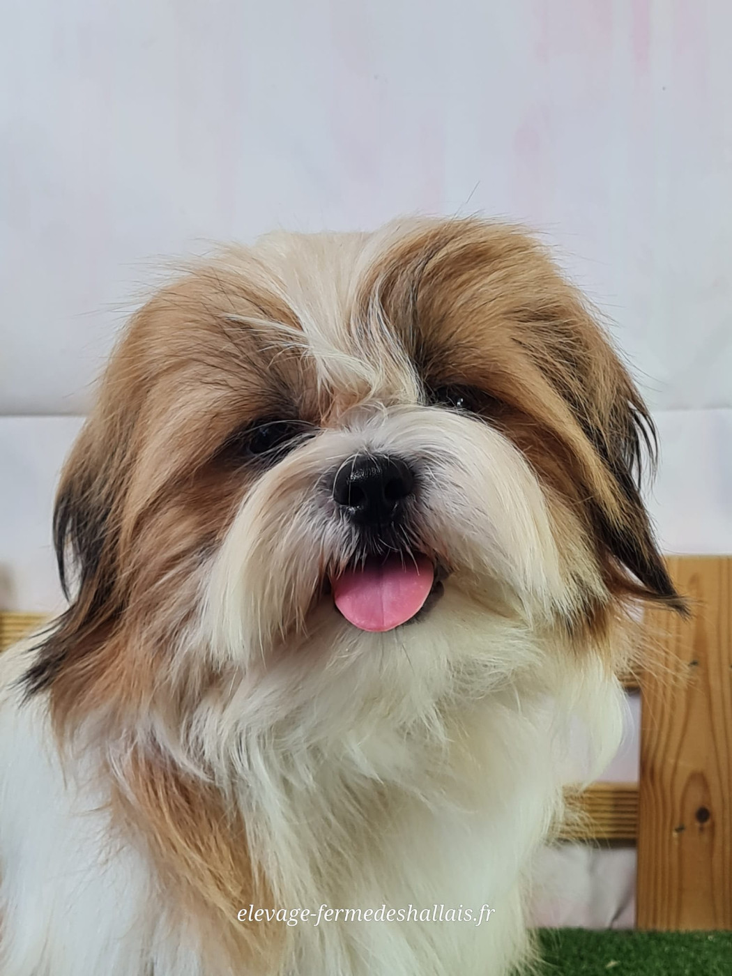 Du Mont De La Chenaie - Chiots disponibles - Shih Tzu