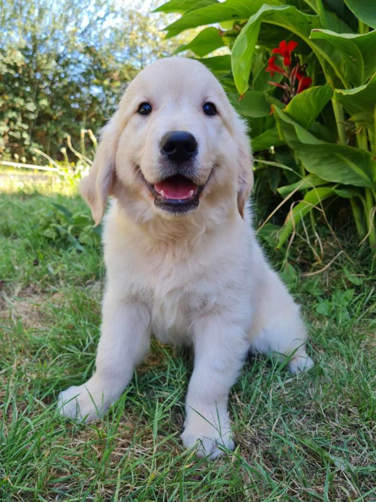 du mont de la chenaie - Golden Retriever - Portée née le 13/06/2022