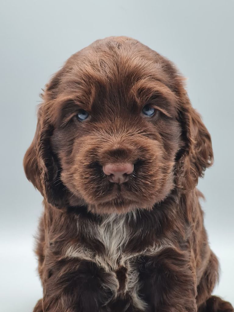 du mont de la chenaie - Chiots disponibles - Cocker Spaniel Anglais