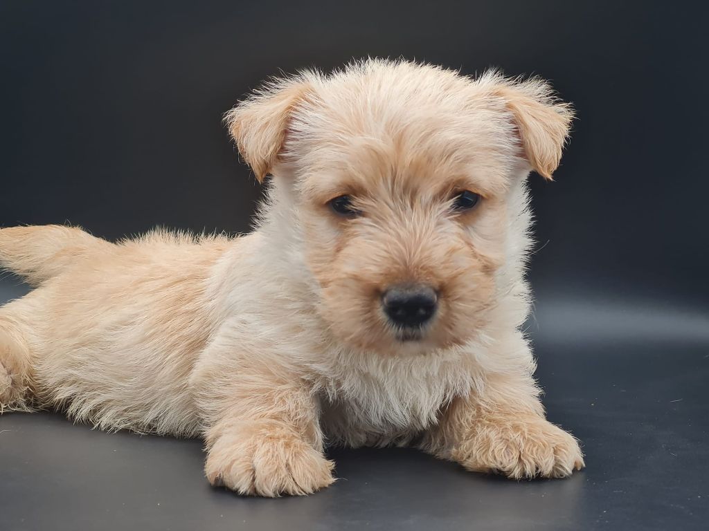 du mont de la chenaie - Chiots disponibles - Scottish Terrier
