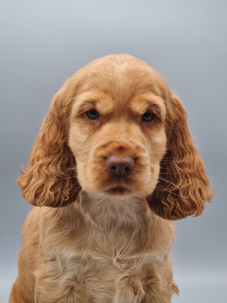 du mont de la chenaie - Chiots disponibles - Cocker Spaniel Anglais