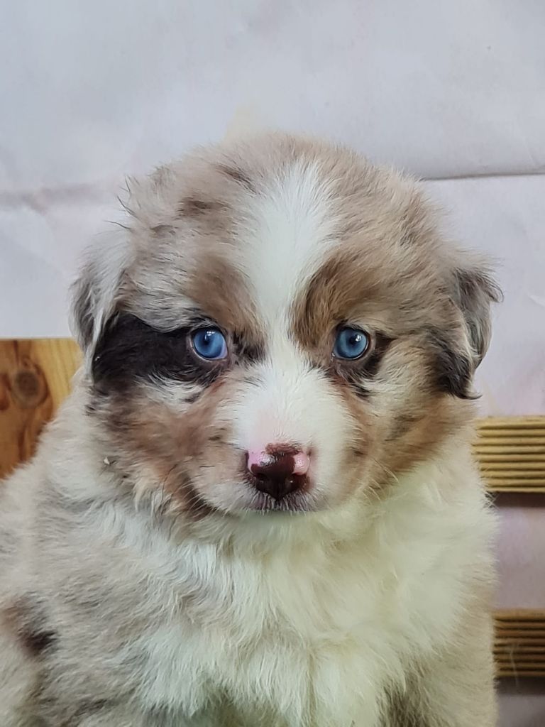 du mont de la chenaie - Chiots disponibles - Berger Américain Miniature 