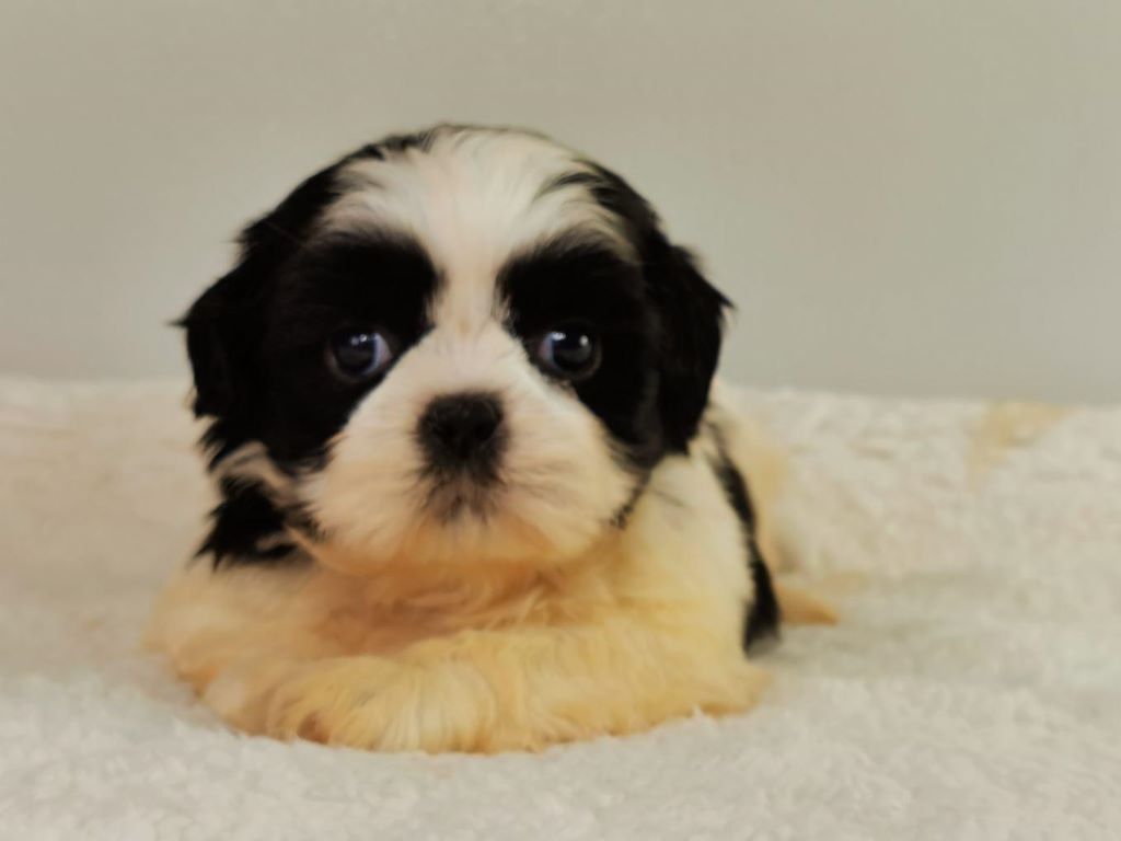 du mont de la chenaie - Shih Tzu - Portée née le 01/08/2020