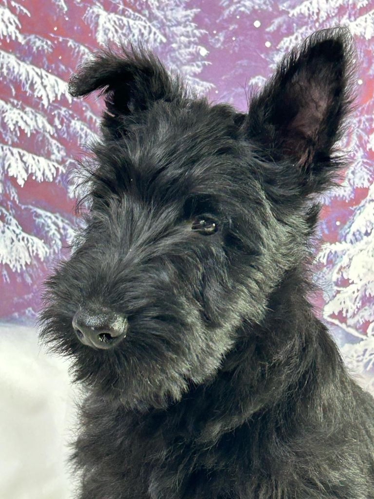 du mont de la chenaie - Scottish Terrier - Portée née le 28/11/2024