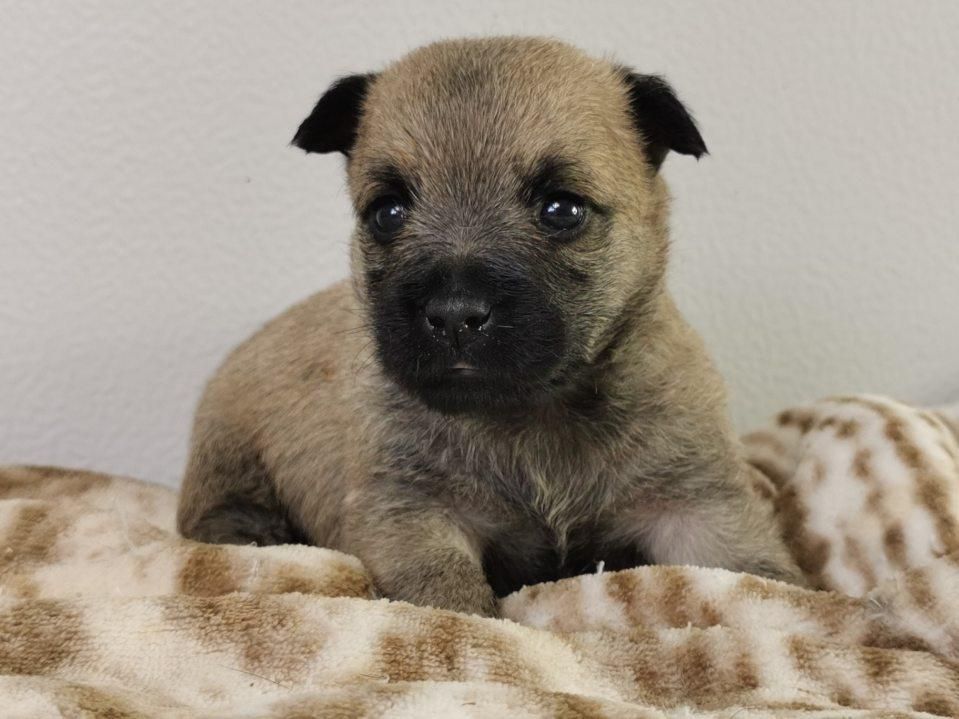 du mont de la chenaie - Cairn Terrier - Portée née le 14/03/2021
