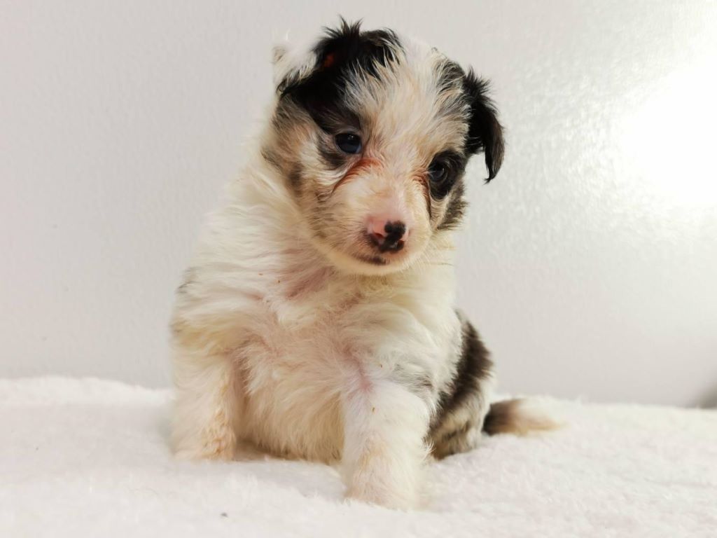 du mont de la chenaie - Shetland Sheepdog - Portée née le 03/10/2020