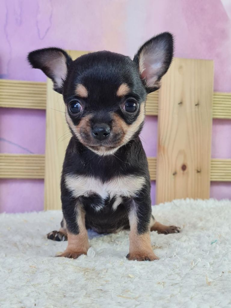 du mont de la chenaie - Chihuahua - Portée née le 02/07/2022