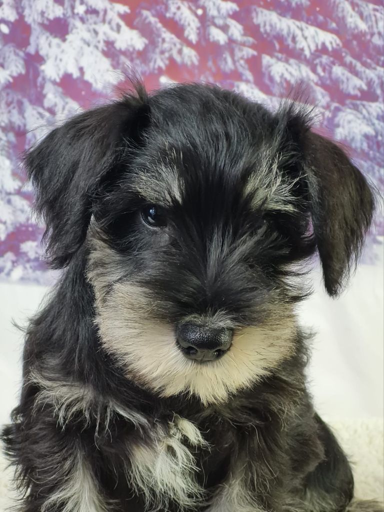 du mont de la chenaie - Chiots disponibles - Schnauzer miniature