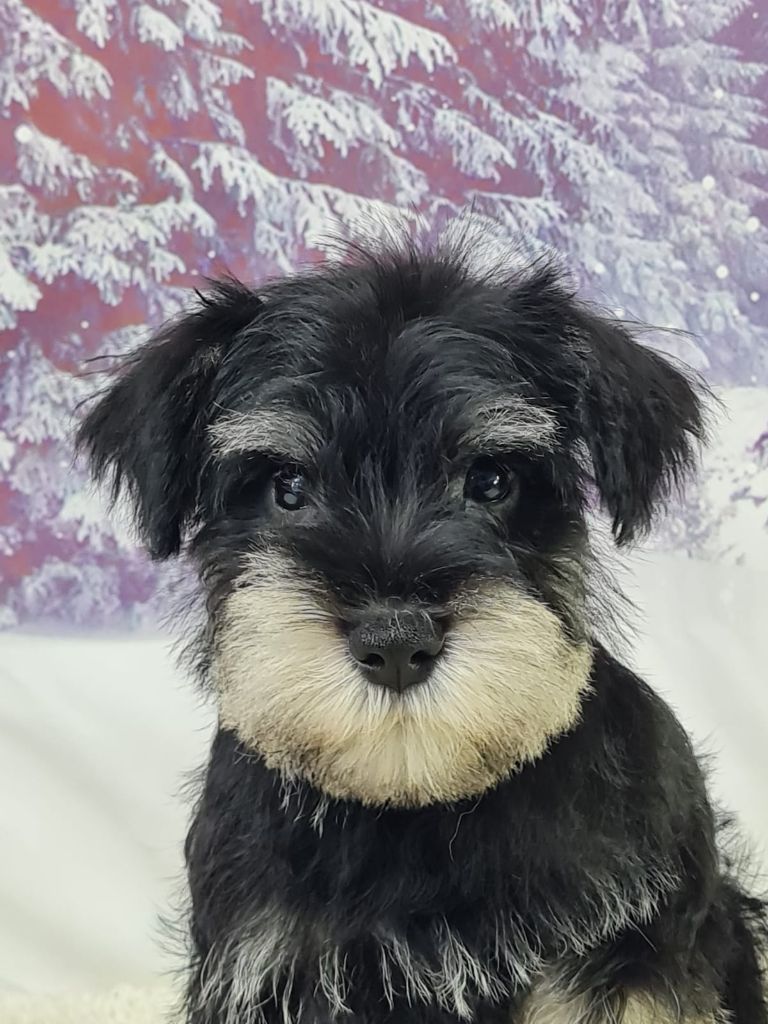 du mont de la chenaie - Chiots disponibles - Schnauzer miniature