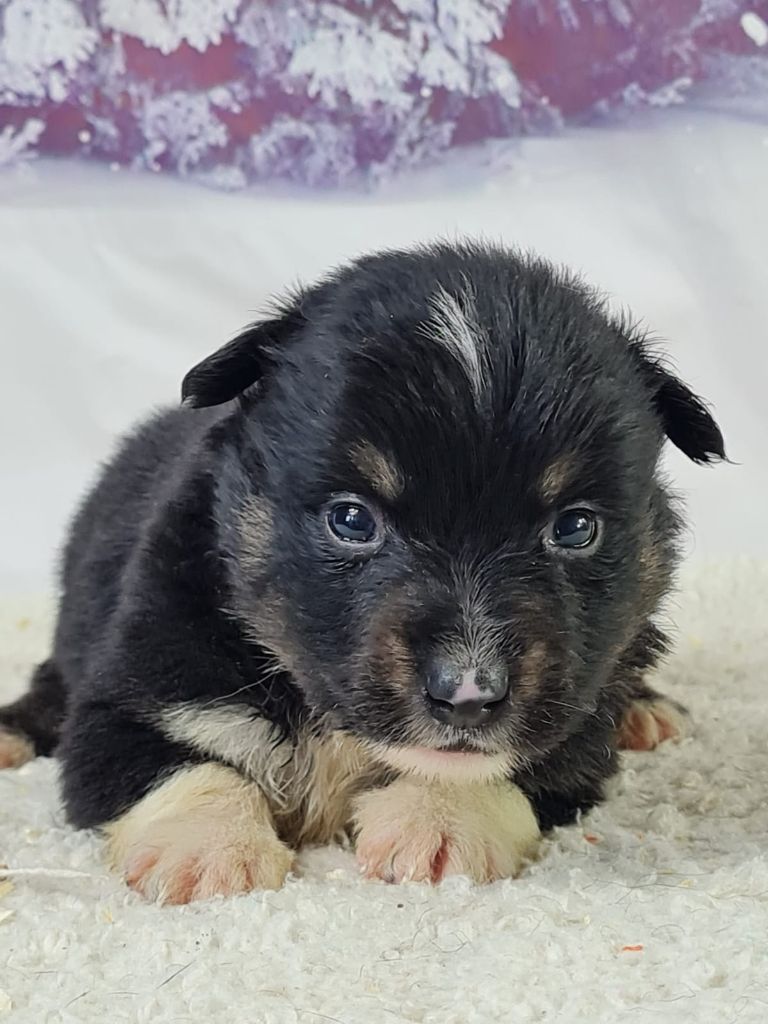 du mont de la chenaie - Chiots disponibles - Berger Américain Miniature 