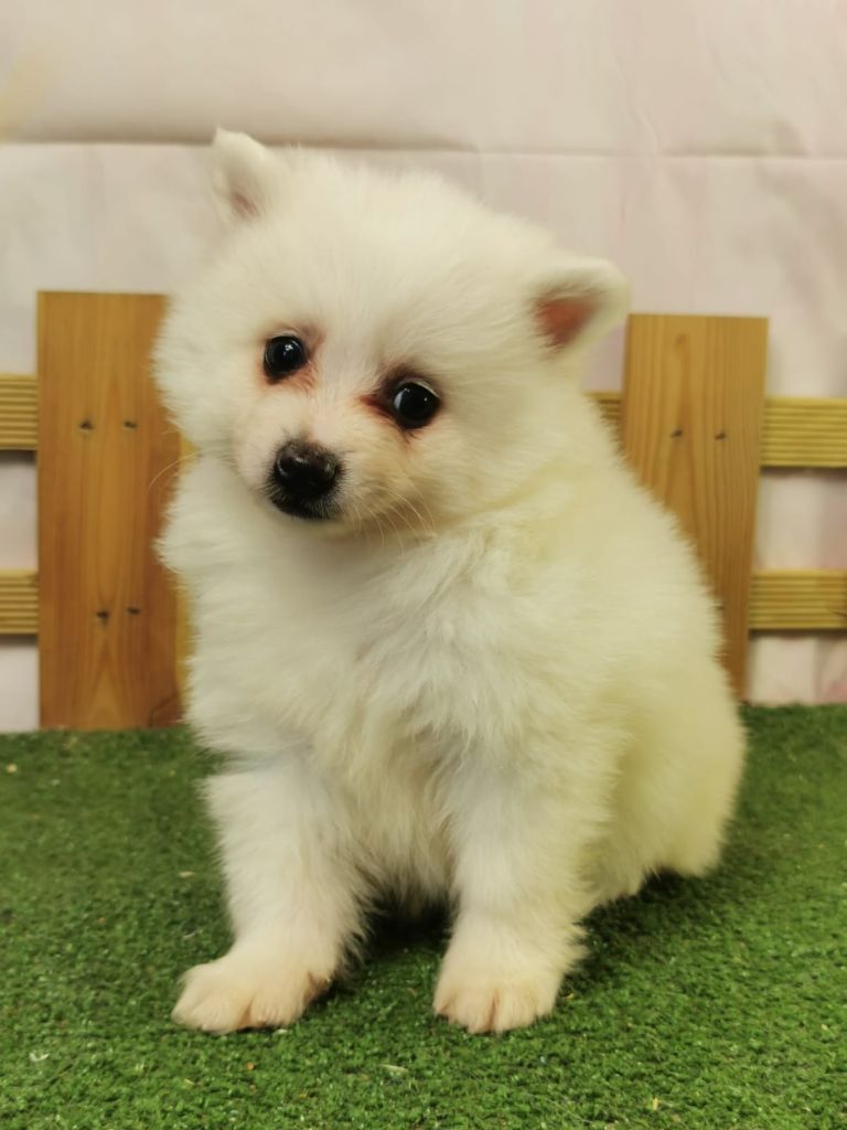 du mont de la chenaie - Chiots disponibles - Volpino Italiano