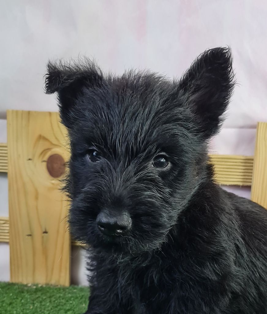 du mont de la chenaie - Scottish Terrier - Portée née le 24/04/2024