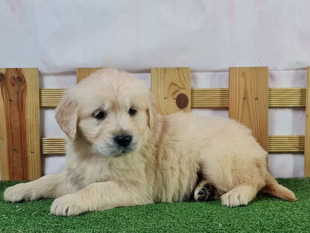 du mont de la chenaie - Golden Retriever - Portée née le 29/10/2024