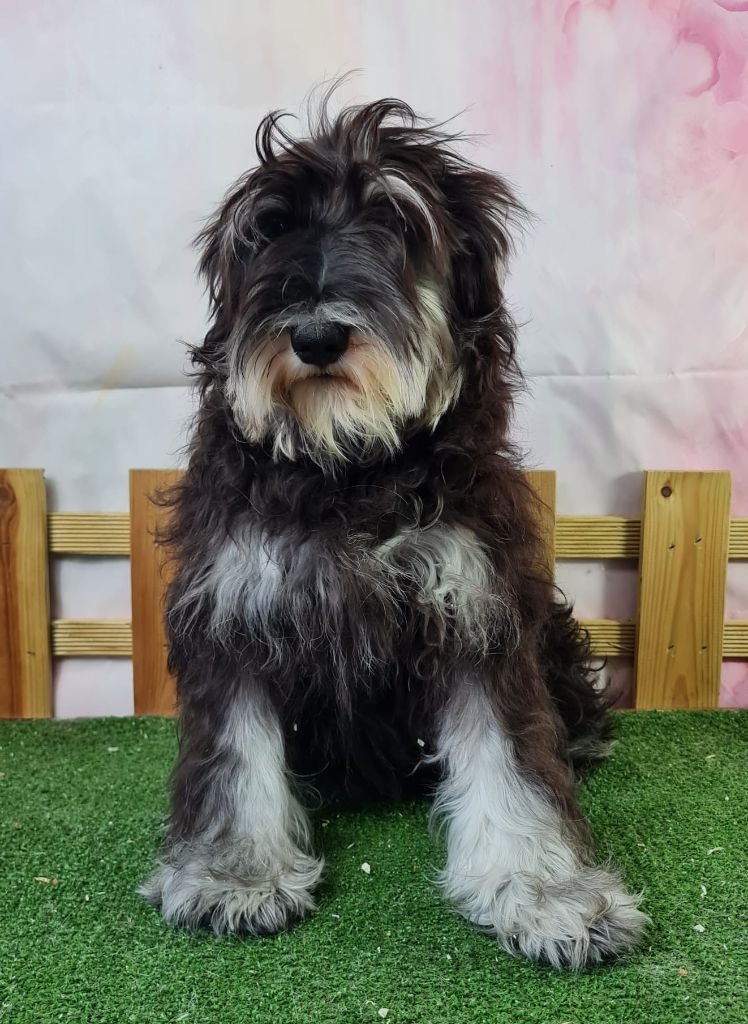 du mont de la chenaie - Chiots disponibles - Schnauzer miniature