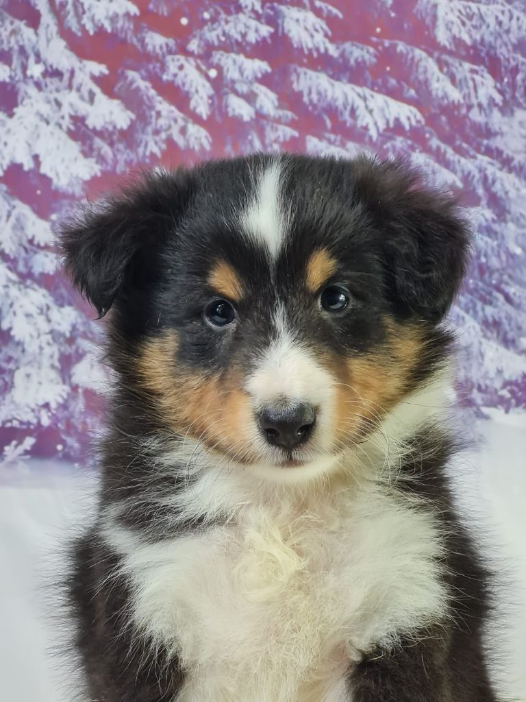 du mont de la chenaie - Chiots disponibles - Shetland Sheepdog
