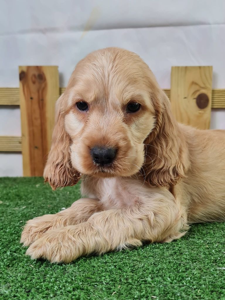du mont de la chenaie - Chiots disponibles - Cocker Spaniel Anglais