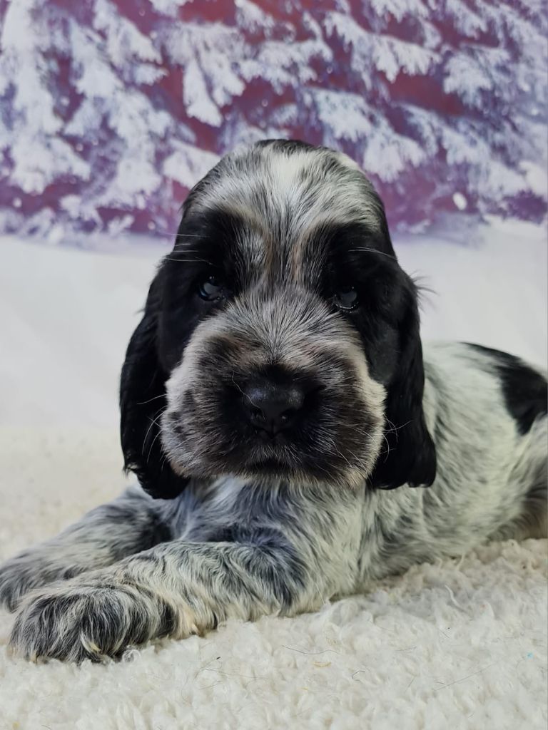 du mont de la chenaie - Chiots disponibles - Cocker Spaniel Anglais