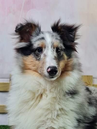 CHIOT 2